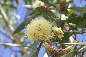  Foto zu Australian Plants - Myrtaceae 